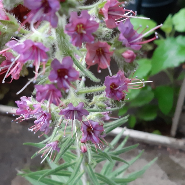 Plant image Echium wildpretii