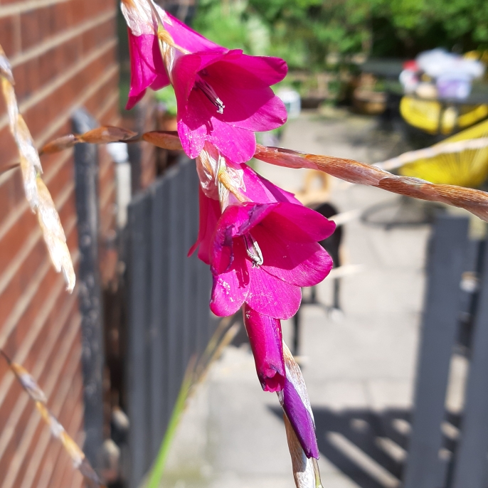 Plant image Dierama pulcherrimum