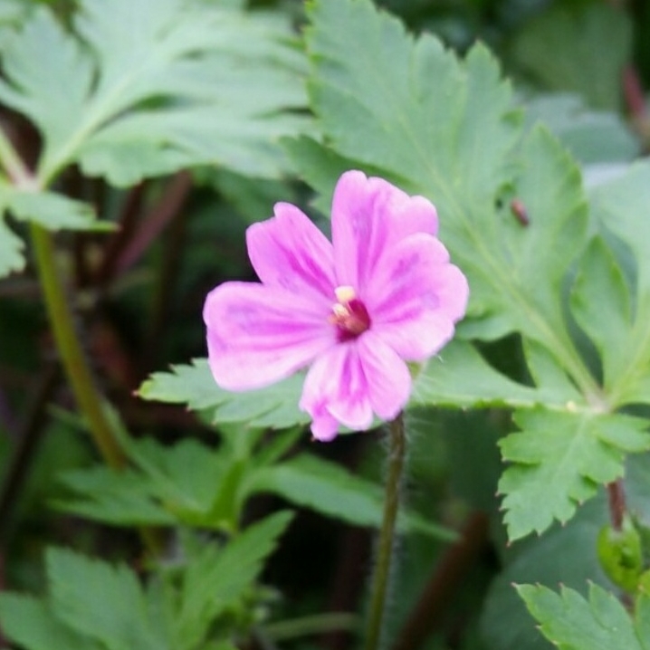 Plant image Geranium yeoi