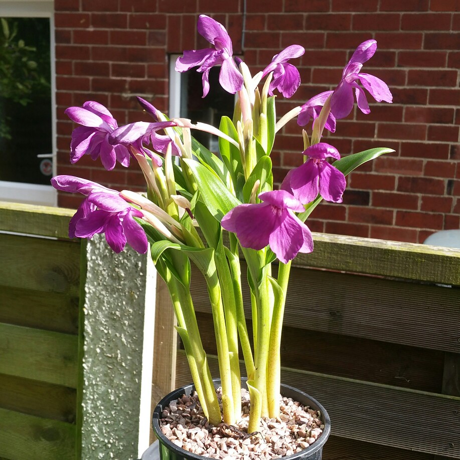 Plant image Roscoea humeana