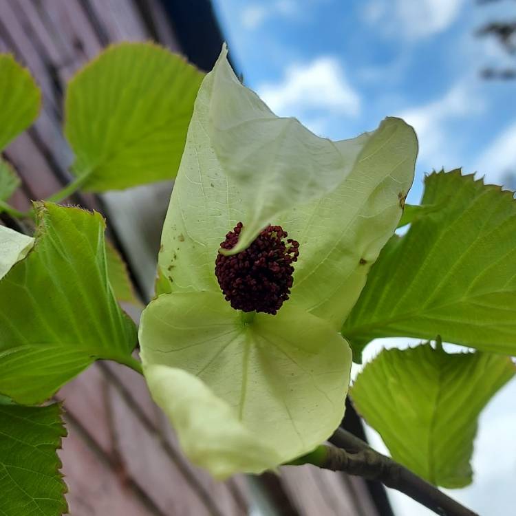 Plant image Davidia Involucrata