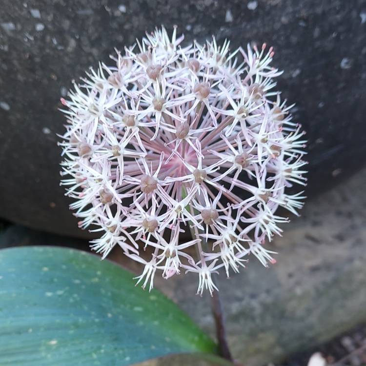 Plant image Allium karataviense