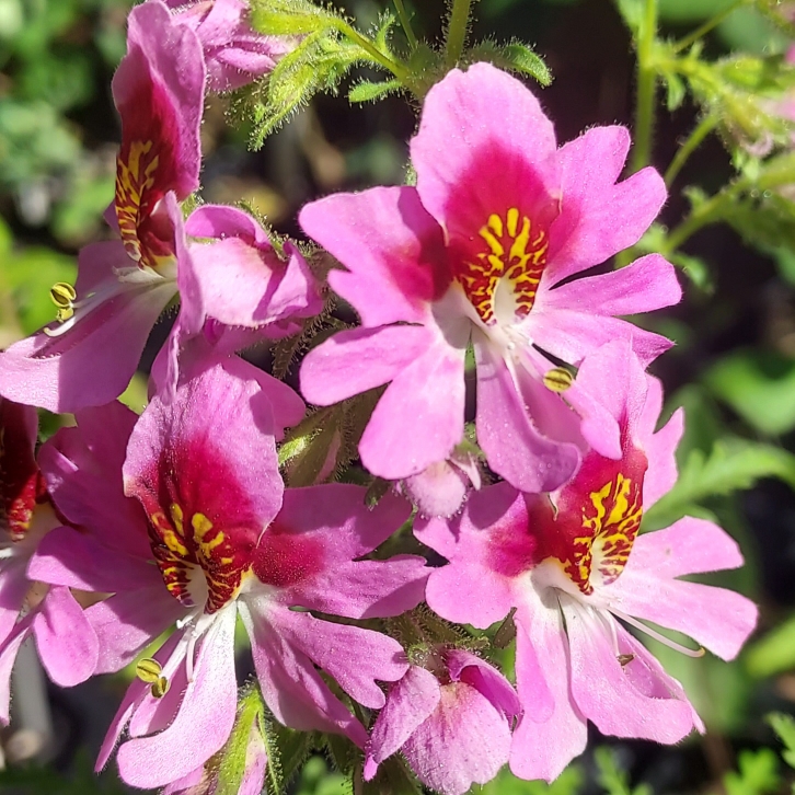 Plant image Schizanthus pinnatus