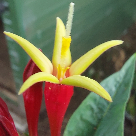 Plant image Spigelia marilandica