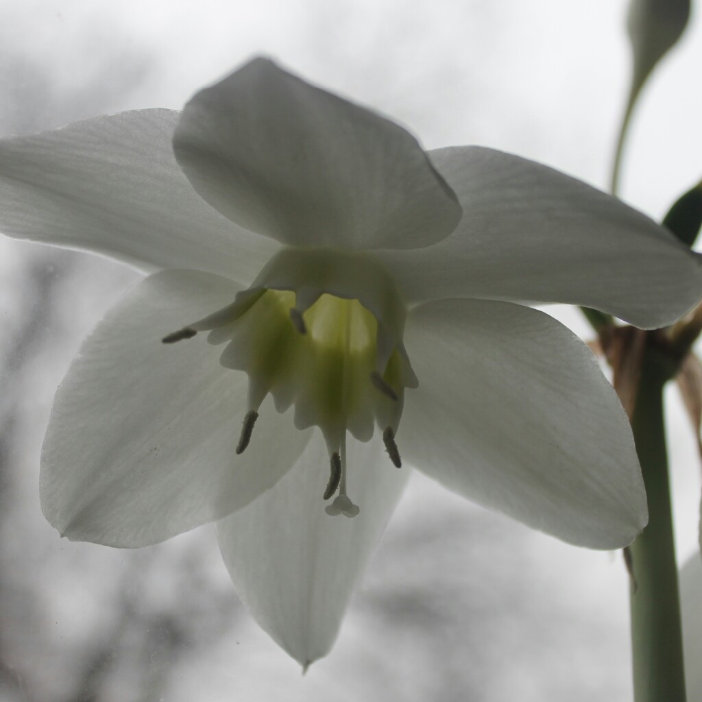 Eucharis amazonica