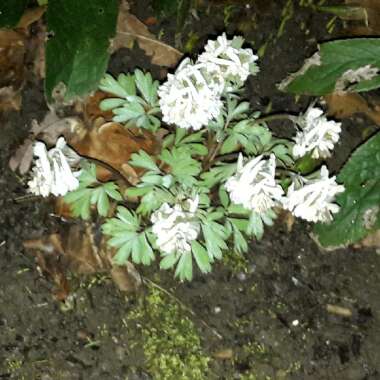 Corydalis solida 'White Swallow'