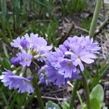 Primula denticulata