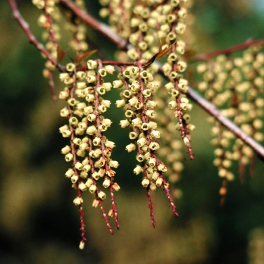 Stachyurus praecox