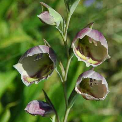 Plant image Gladiolus papilio