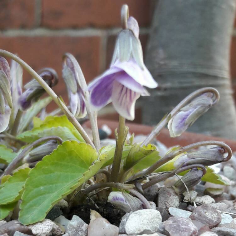 Plant image Viola 'Jooi'