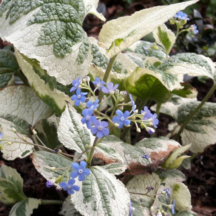 Plant image Brunnera macrophylla 'Hadspen Cream'