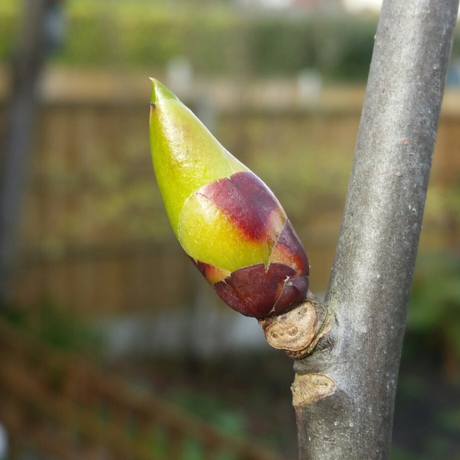 Plant image Davidia Involucrata