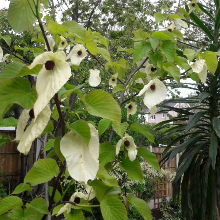 Plant image Davidia Involucrata