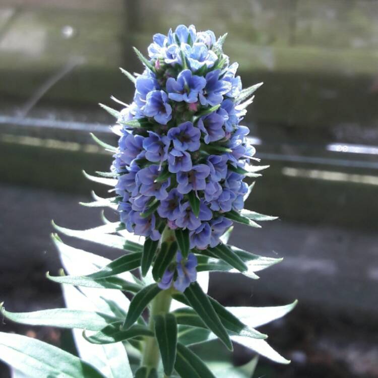 Plant image Echium candicans syn. Echium fastuosum