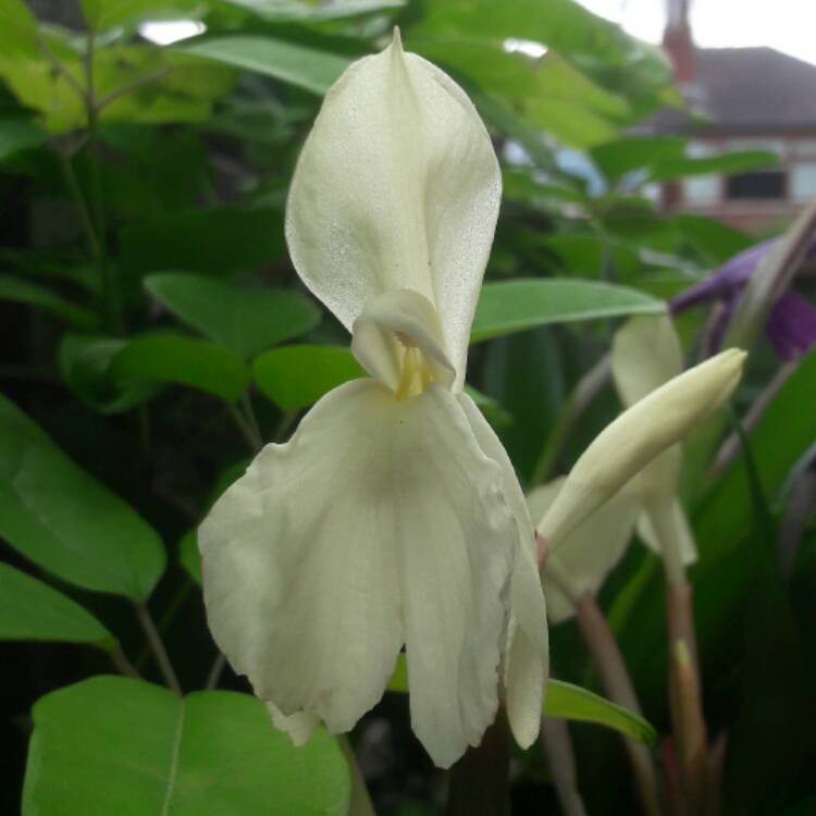 Plant image Roscoea cautleyoides 'Kew Beauty'