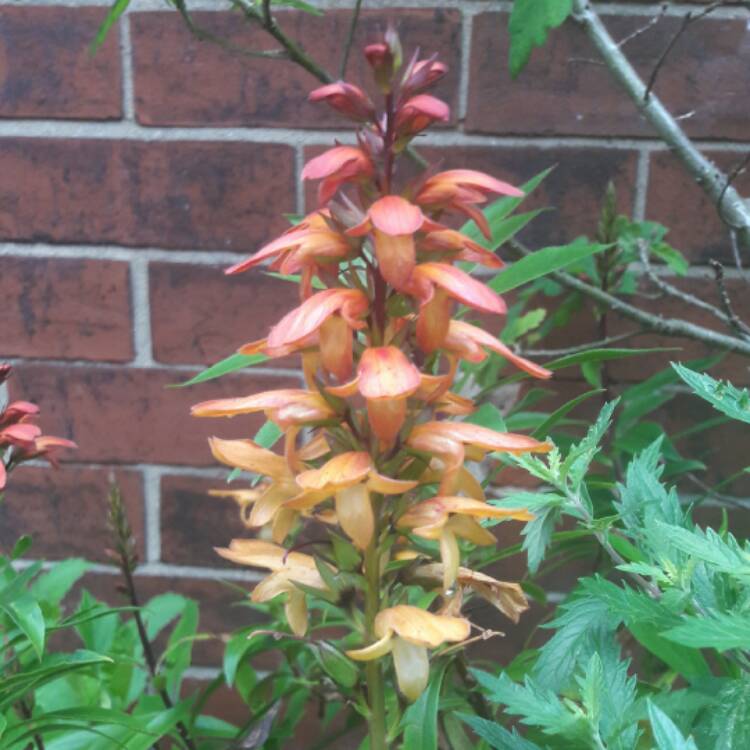 Plant image Digitalis canariensis syn. Isoplexis canariensis