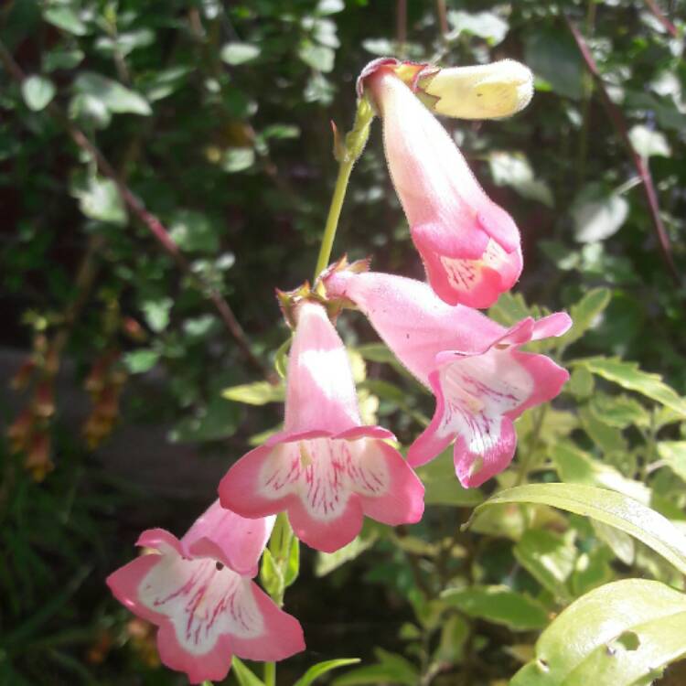 Plant image Penstemon Volcano 'Fujiyama'