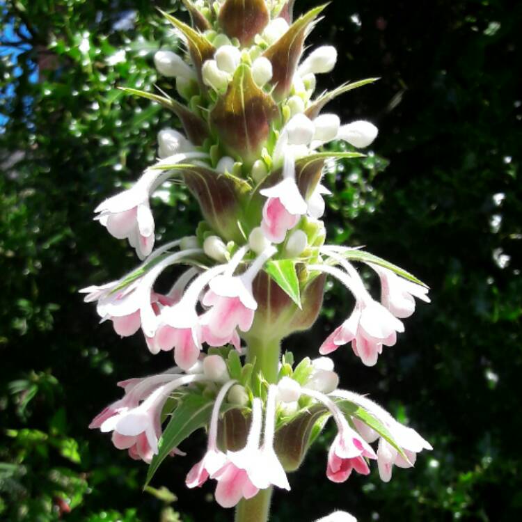 Plant image Morina longifolia 