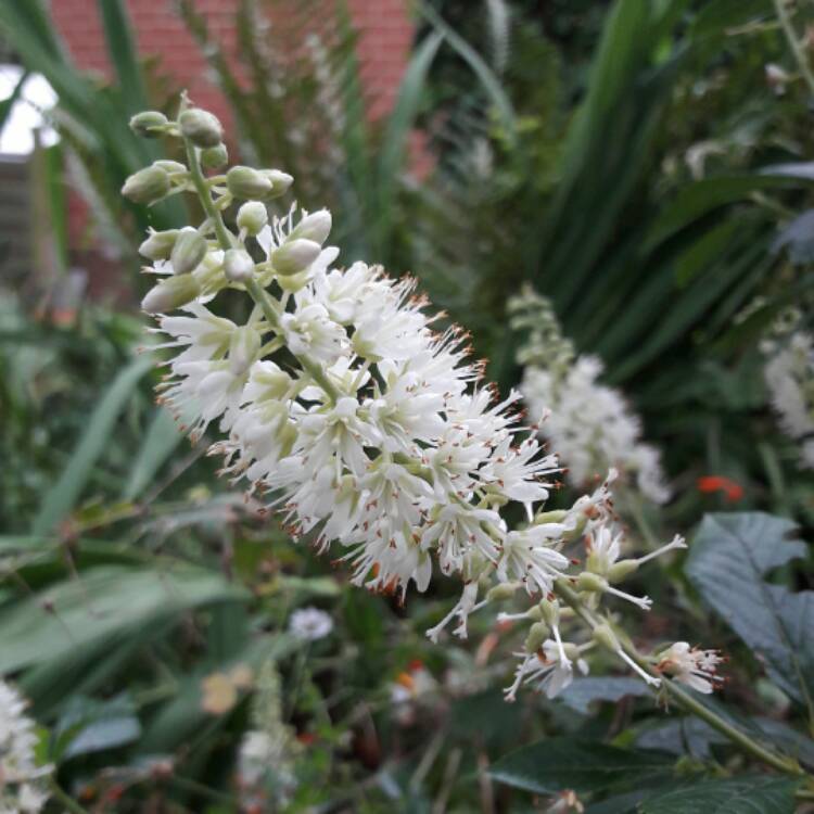 Plant image Clethra alnifolia 'Hummingbird'