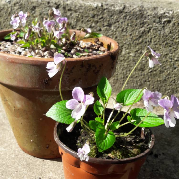 Plant image Viola 'Jooi'