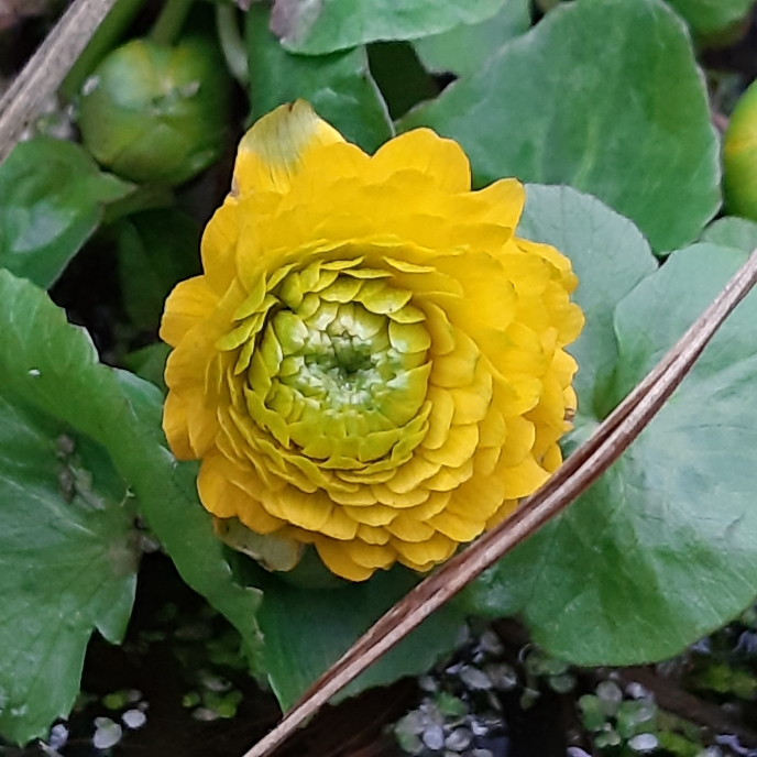 Plant image Caltha Palustris 'Flore Pleno'