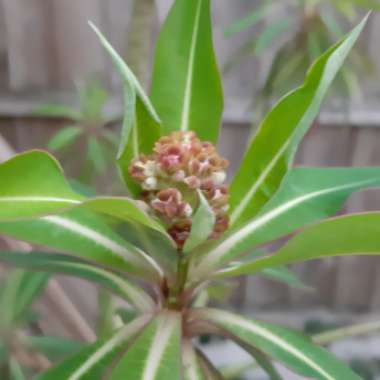 Euphorbia mellifera