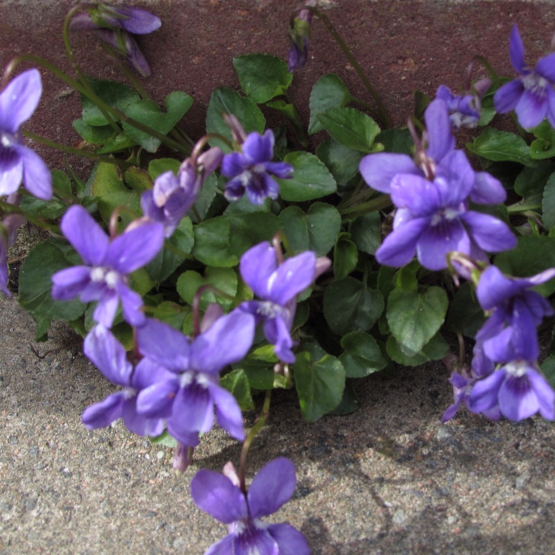 Spring Starflower