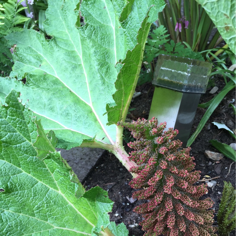 Plant image Gunnera magellanica