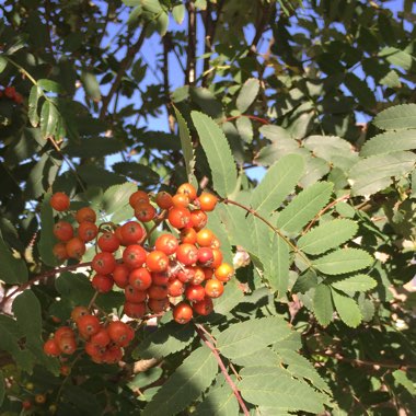 Rowan Tree