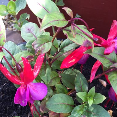 Fuchsia (Half-Hardy)