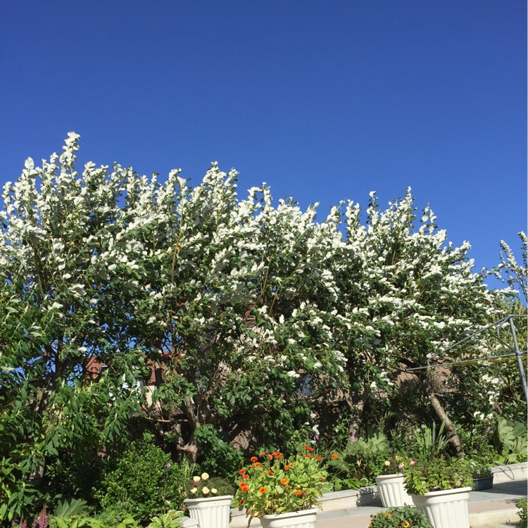 Plant image Salix matsudana