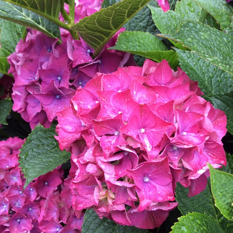 Hydrangea