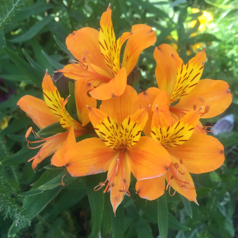 Peruvian Lily 'Inca Mambo'