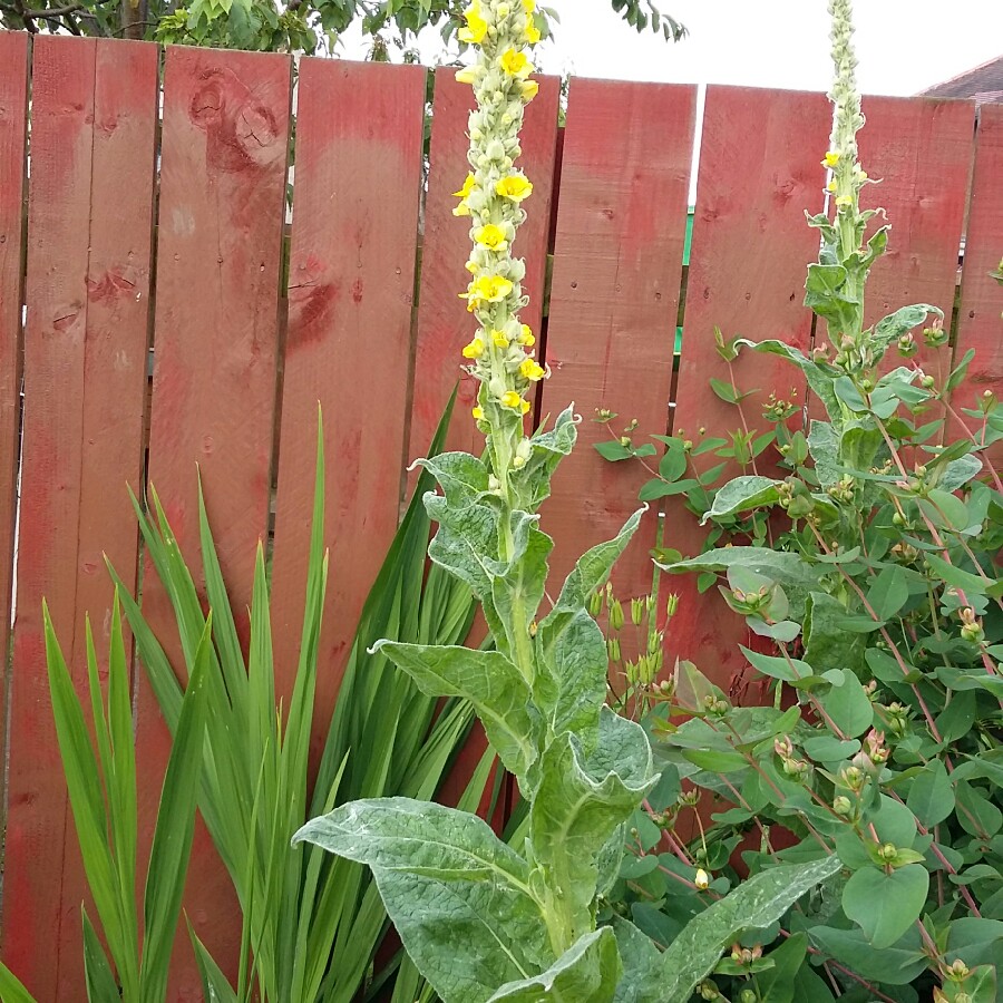 Plant image Verbascum thapsus