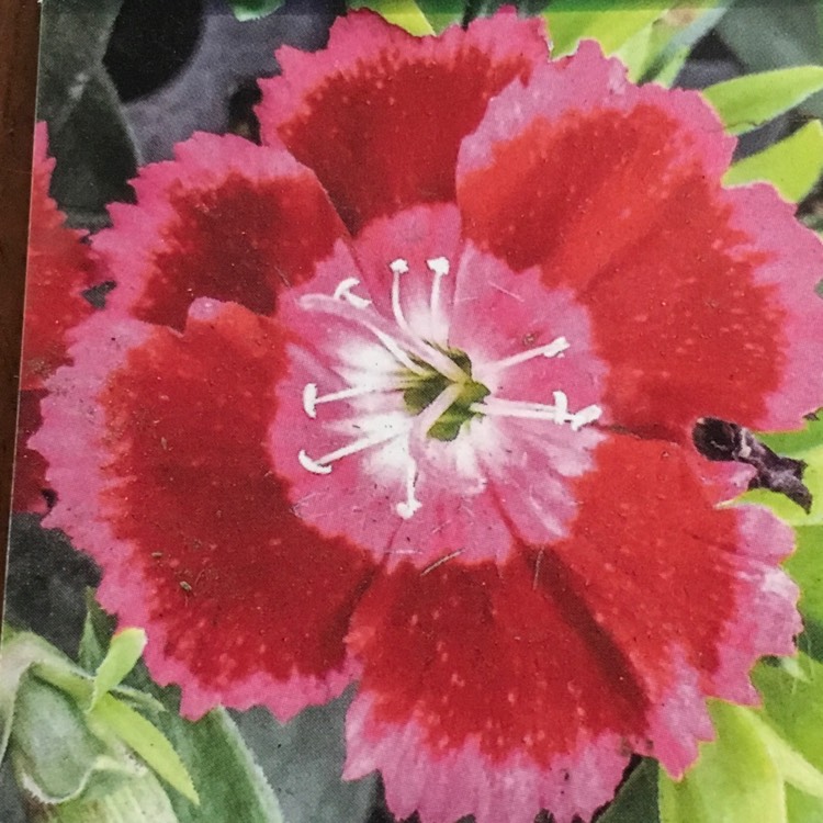 Plant image Dianthus 'Olivia Cherry' (Beauties® Series)