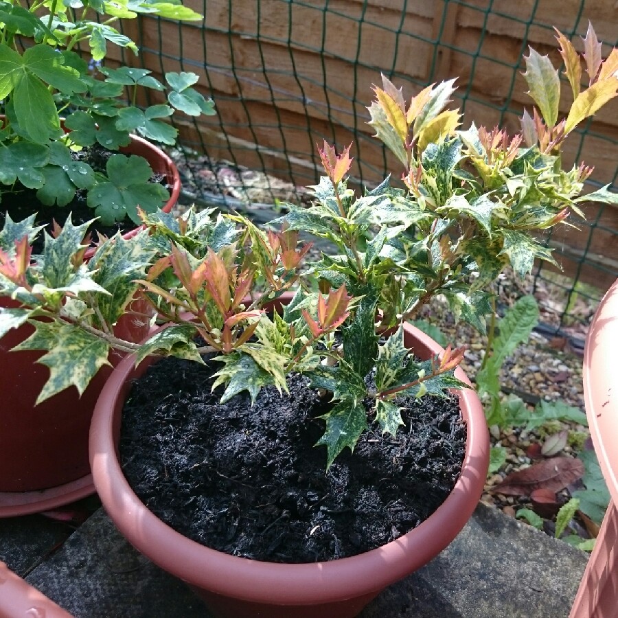 Japanese Holly 'Variegated'