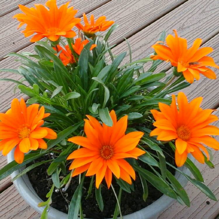 Plant image Gazania rigens 'New Day'