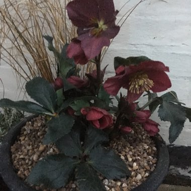 Helleborus