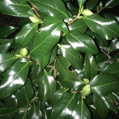 Camellia japonica 'Lady Vansittart'