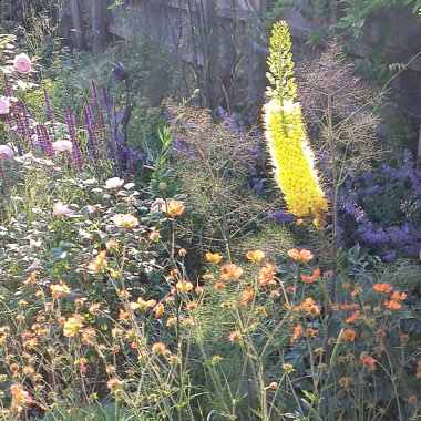 Geum 'Totally Tangerine'