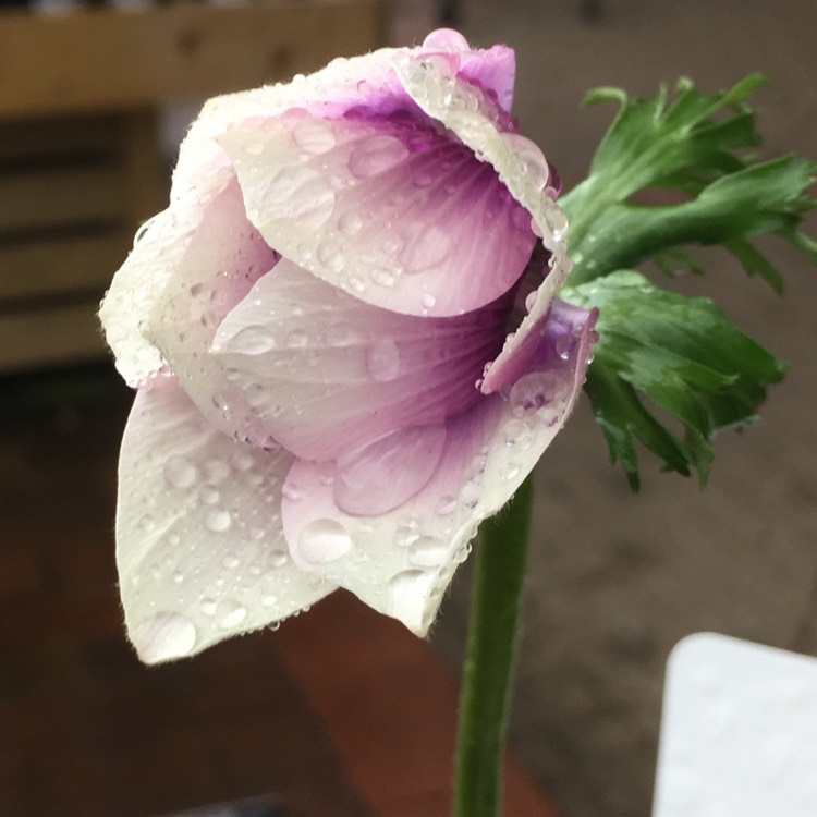 Plant image Anemone coronaria De Caen 'HarmonyPearl'