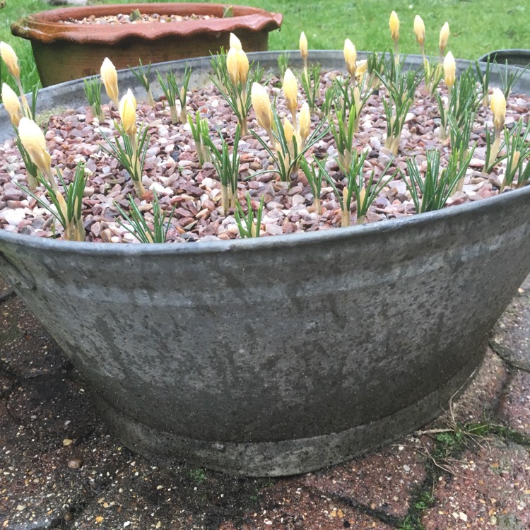 Plant image Crocus chrysanthus 'Romance'