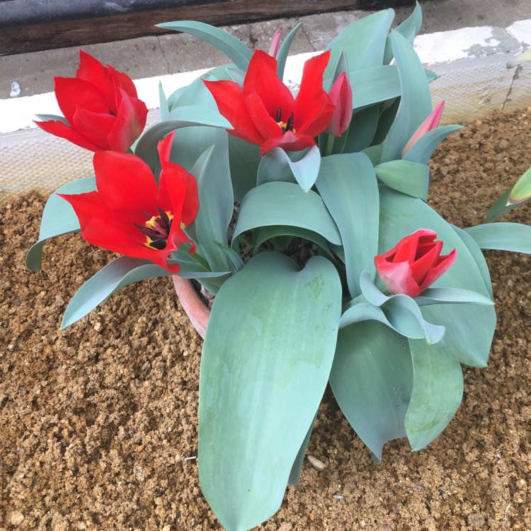 Plant image Tulipa undulatifolia syn. Tulipa eichleri