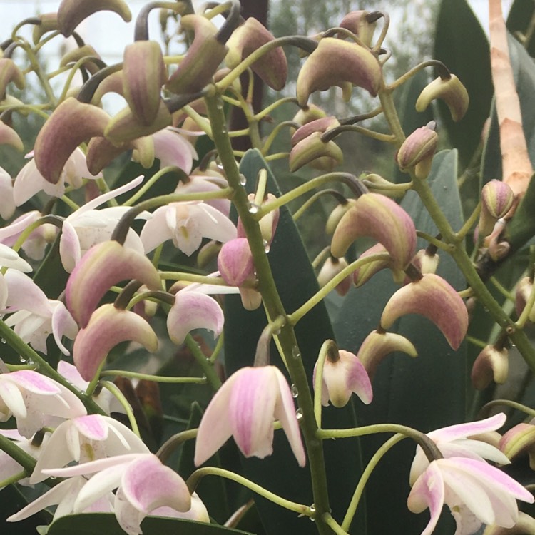 Plant image Dendrobium delicatum