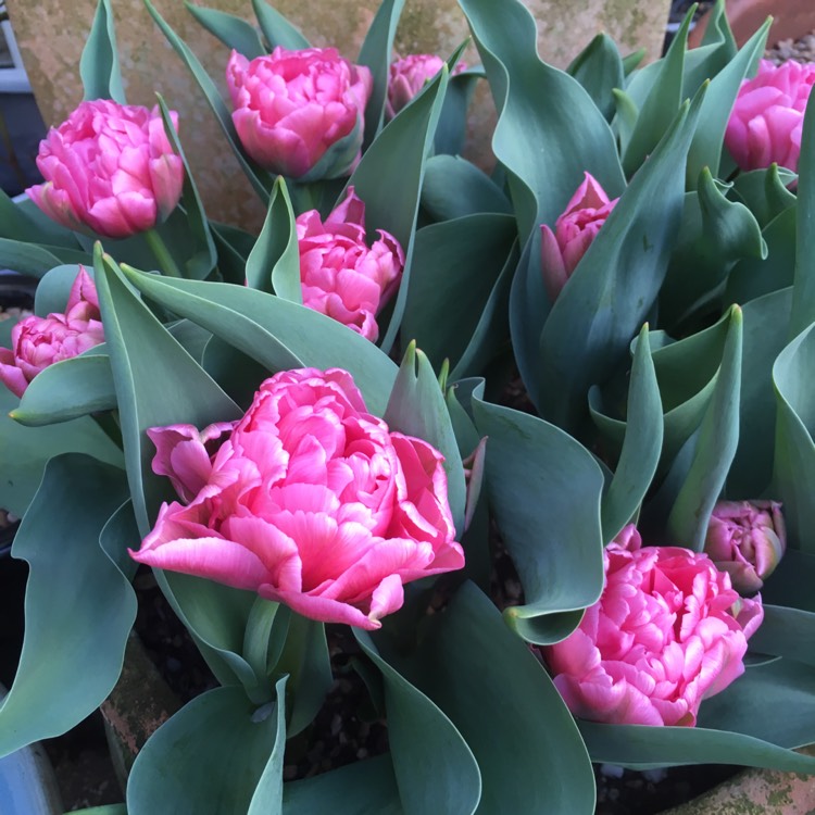 Plant image Tulipa 'Peach Blossom'