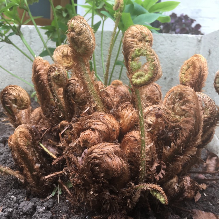 Plant image Polystichum setiferum  syn. Polystichum setiferum angulare; Polystichum setiferum bulbosum