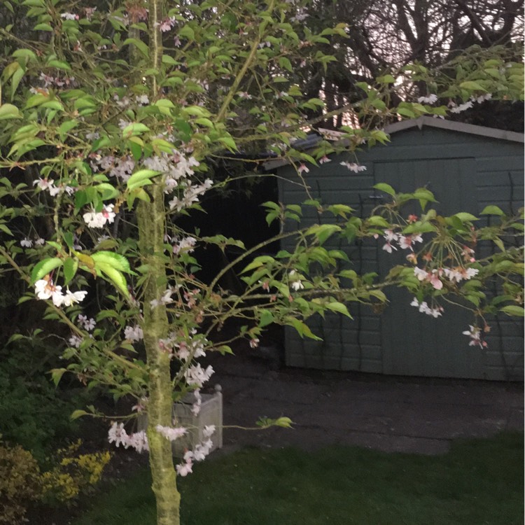 Plant image Prunus x subhirtella 'Autumnalis'