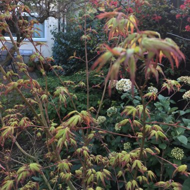 Acer palmatum 'Katsura'