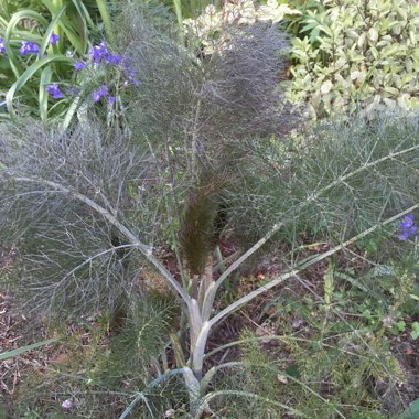 Foeniculum vulgare 'Giant Bronze' syn. Ferula 'Giant Bronze', Ferula communis 'Giant Bronze'