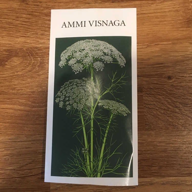 Plant image Ammi visnaga